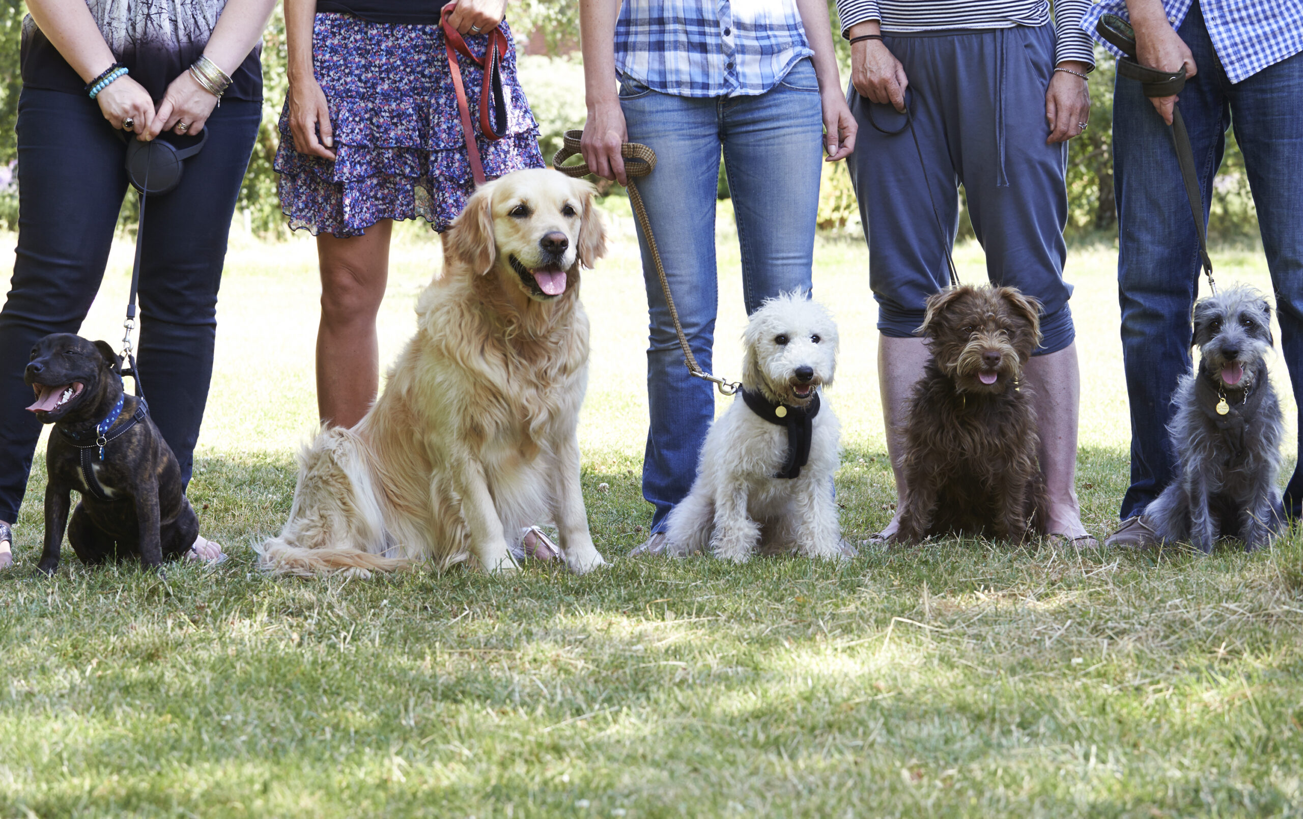 dog-park-HOA-amenities