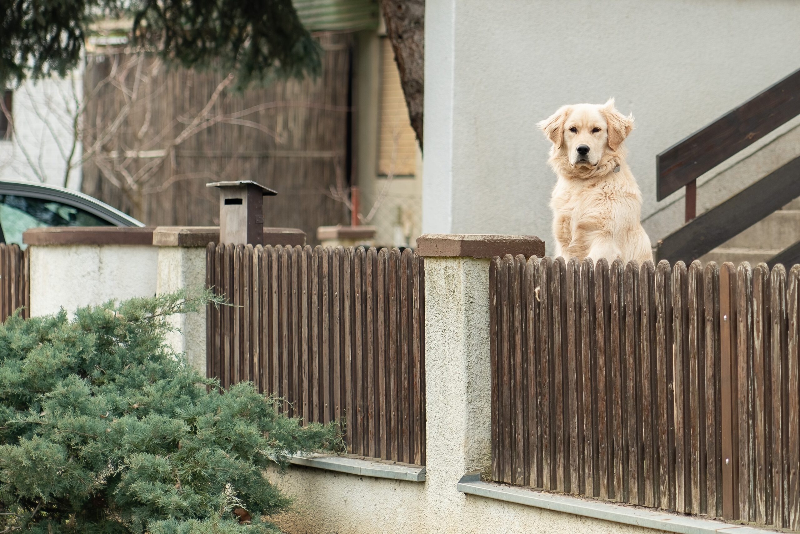 HOA violation with pets