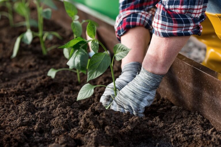 community garden